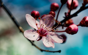 Pink apricot flower on a tree branch in spring