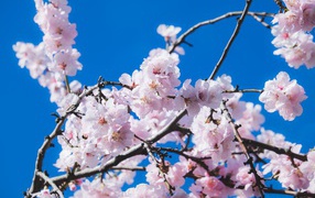 Pink cherry flowers on tree branches against blue sky