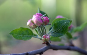 Pink flower blooms on a branch of an apple tree