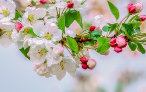 Pink flowers of apple tree on a branch