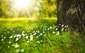 Маленькие белые цветы у дерева в зеленой траве 