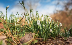 Small white snowdrops in the forest in spring