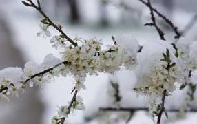 Snow lies on a blossoming cherry branch in March