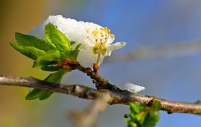 Snow lies on a blossoming cherry branch in spring