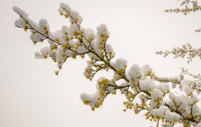 Snow lies on a flowering branch in March