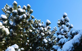 Snow lies on pine branches under the blue sky