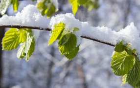 Snow on a branch with green leaves in spring