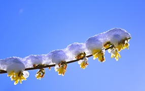 The sun warms up a snow-covered branch in spring