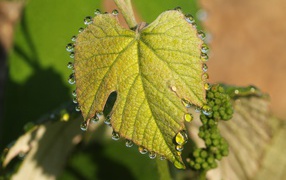 Капельки воды на молодом листе винограда весной