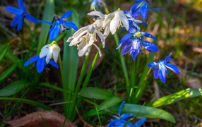 Белые  и голубые цветы пролесок 