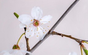 Белый цветок вишни на ветке 