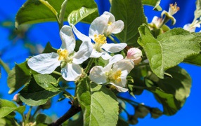 Белые цветы на ветках яблони в зеленых листьях весной 