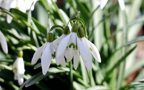 White flowers snowdrops in green leaves