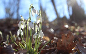 White snowdrop flowers in the bright spring sun