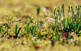 Белые подснежники распускаются весной 