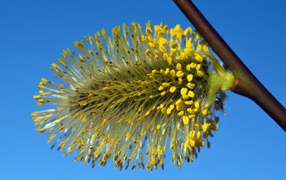 Willow flower on a branch close up
