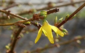 Желтый цветок на ветке дерева с почками