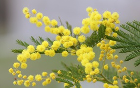 Yellow mimosa flowers with green leaves