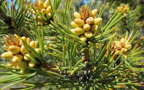 Молодые шишки на ветке сосны 