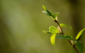 Молодые зеленые листья на ветке весной