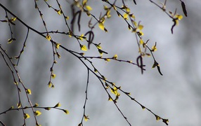 Young leaves bloom on a birch branch in spring
