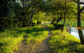 Красивый зеленый парк с озером летом