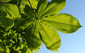 Green chestnut leaf under a blue sky in summer