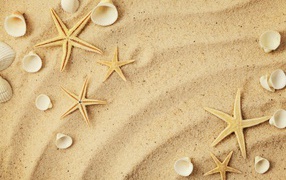 Starfish and white shells on the sea sand in the summer