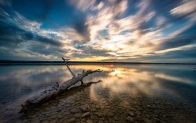Старое дерево лежит в воде на закате солнца 
