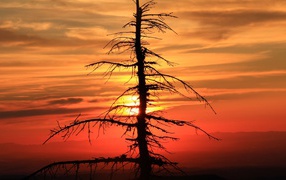 Dry spruce tree at sunset
