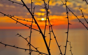Thorny tree branches at sunset