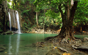 Big tree in the water against the background of a forest waterfall