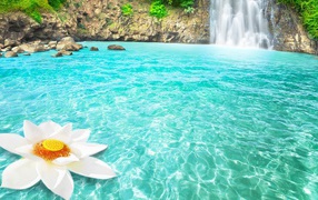 Big white flower in blue water at the waterfall