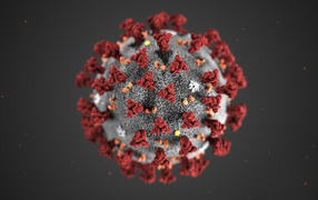 Коронавирус COVID-19 на сером фоне