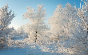 Красивые покрытые инеем деревья под голубым небом 