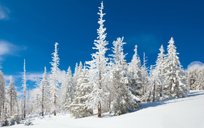 Красивые заснеженные ели под голубым небом ясным зимним днем