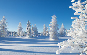 Красивый заснеженный лесной зимний пейзаж под голубым небом