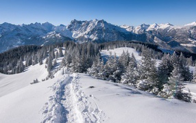 Красивый вид на заснеженный лес и горы 