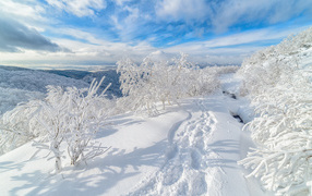 Следы на белом снегу у покрытых инеем деревьев 