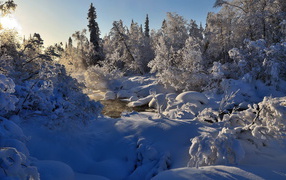 Морозное утро в заснеженном лесу у реки зимой