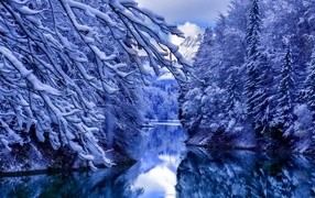 Заснеженные деревья на берегу реки в горах 