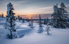 Заснеженные ели на холме на закате солнца