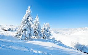 Заснеженные ели на холме под голубым небом 