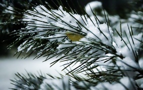 Заснеженная сосновая ветка с зелеными иголками крупным планом