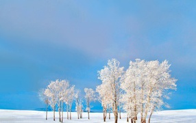 Покрытые снегом деревья на фоне голубого неба зимой