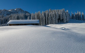 Снег блестит от лучей яркого солнца 