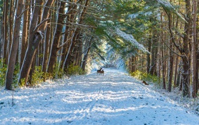 Высокие сосны с заснеженном лесу 