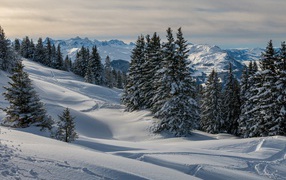 Высокие ели на заснеженном склоне горы зимой