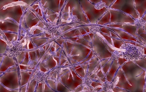 Нервные клетки под микроскопом 3д графика