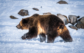 Большой бурый медведь идет по белому снегу 